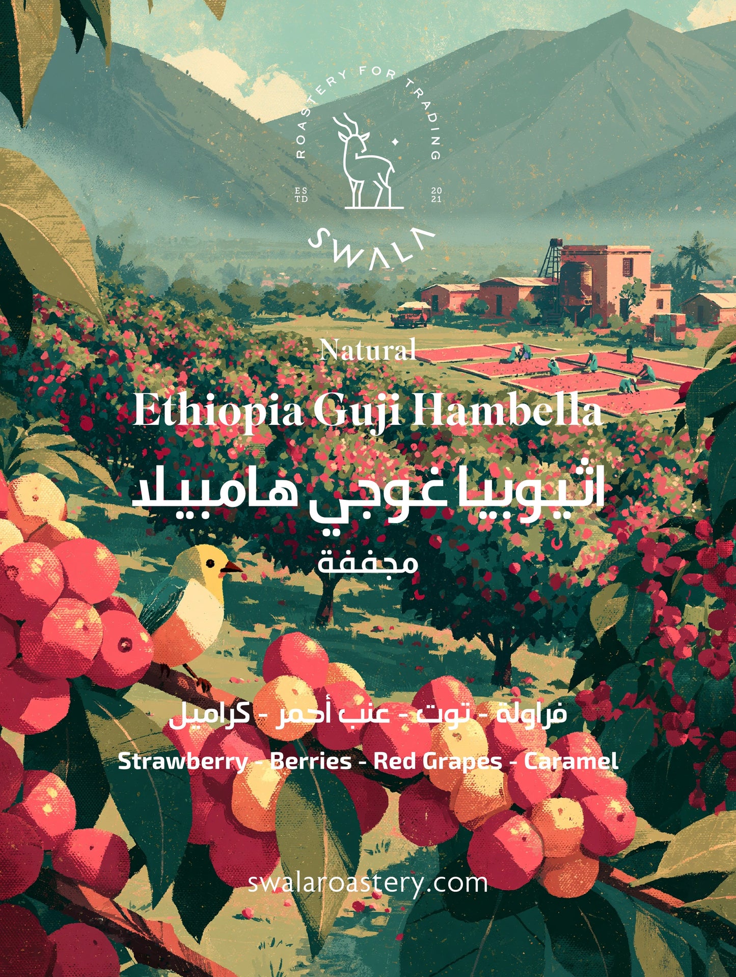 قهوة مختصة إثيوبيا غوجي هامبيلا - معالجة طبيعية | Ethiopia Guji Hambella specialty coffee — natural process, heirloom, 2300 MASL — SwalaRoastery