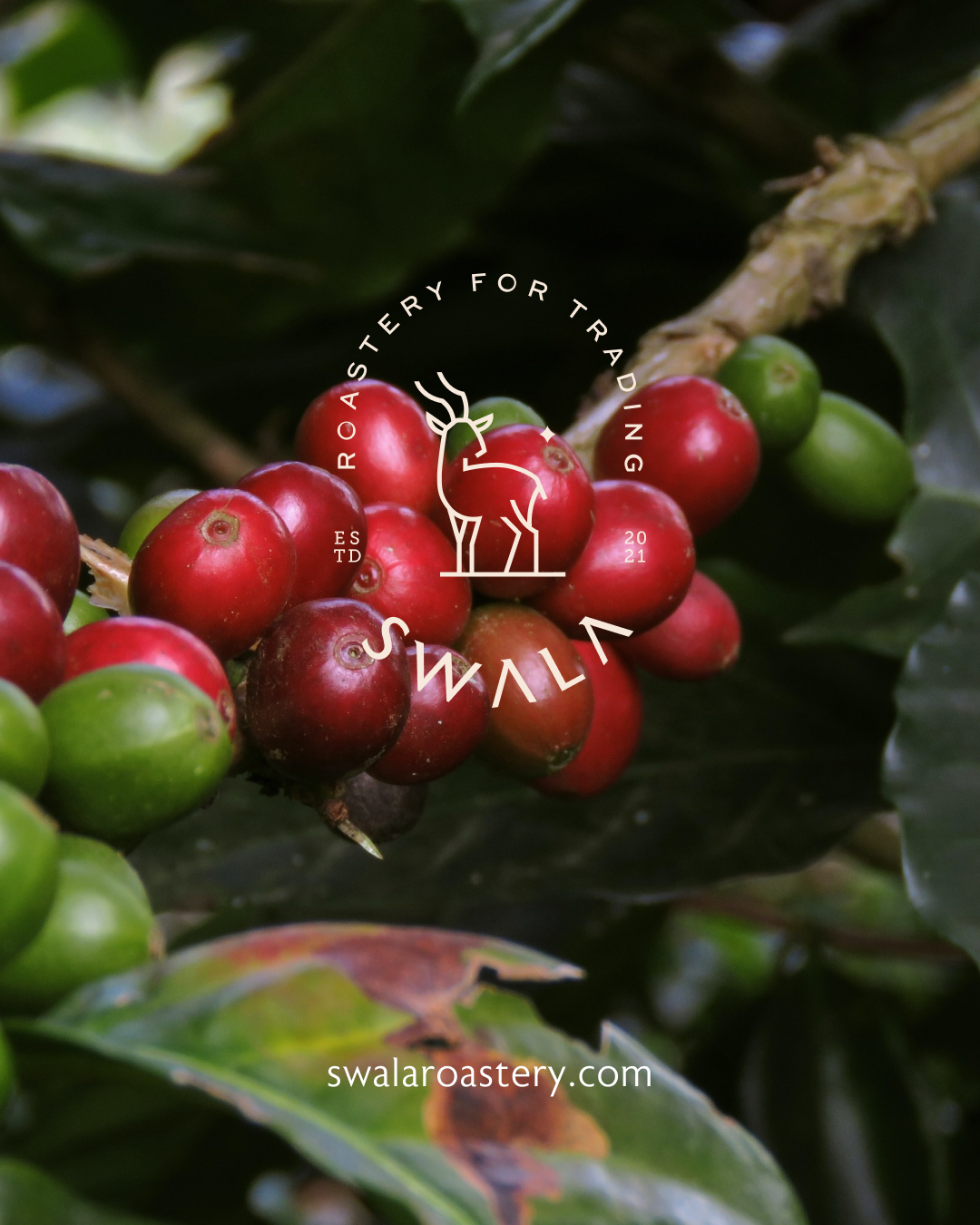 Swala Roastery اليمن حراز - Yemen Haraz – SwalaRoastery