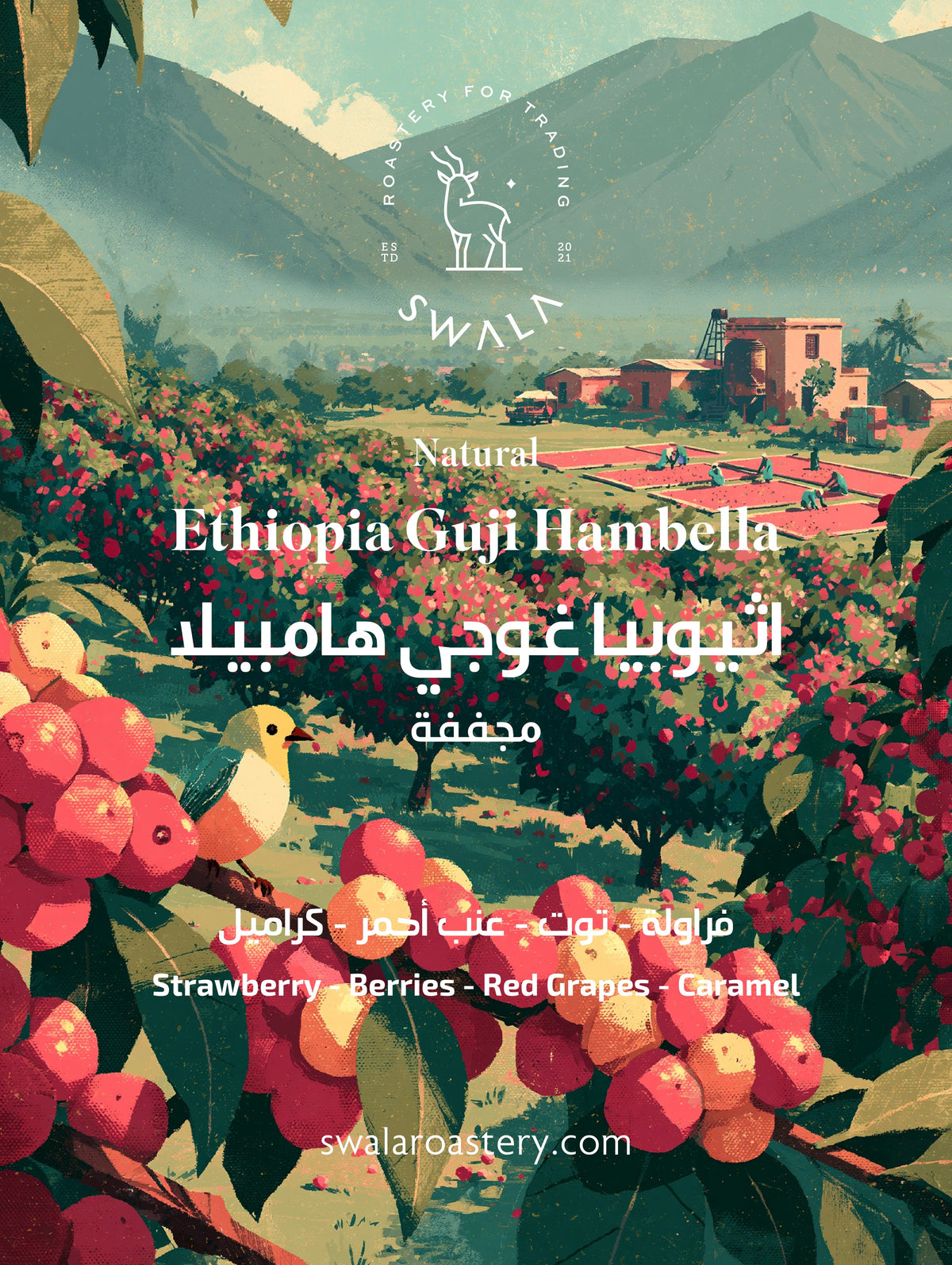 قهوة مختصة إثيوبيا غوجي هامبيلا - معالجة طبيعية | Ethiopia Guji Hambella specialty coffee — natural process, heirloom, 2300 MASL — SwalaRoastery